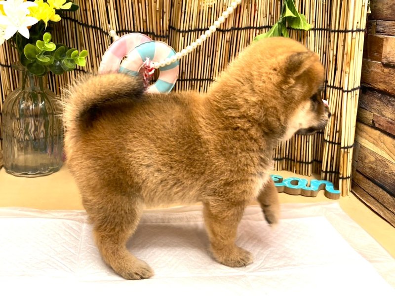 京都府の豆柴 (ワンラブカインズ木津川店(FC)/2025年6月28日生まれ/女の子/赤)の子犬の2枚目の画像