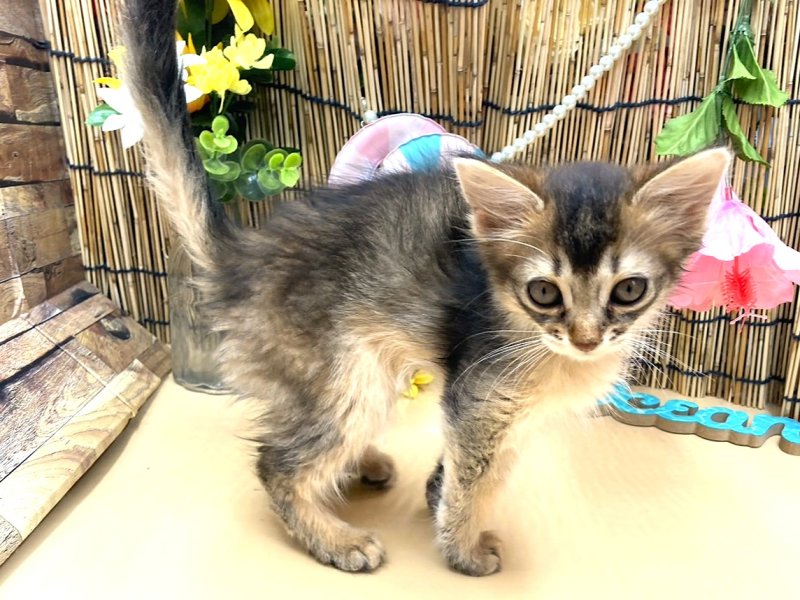 京都府のソマリ (ワンラブカインズ木津川店(FC)/2025年6月28日生まれ/男の子/ルディ)の子猫の2枚目の画像