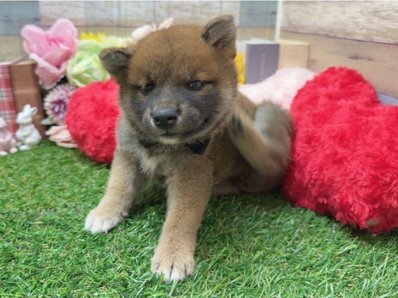 大阪府の柴犬(標準サイズ) (ワンラブカインズ太子店(FC)/2025年6月28日生まれ/男の子/赤)の子犬の2枚目の画像