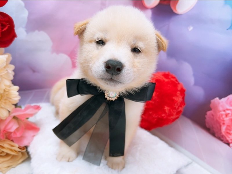 愛知県の柴犬(標準サイズ) (ワンラブカインズ豊田四郷店(FC)/2025年7月5日生まれ/男の子/白)の子犬の2枚目の画像