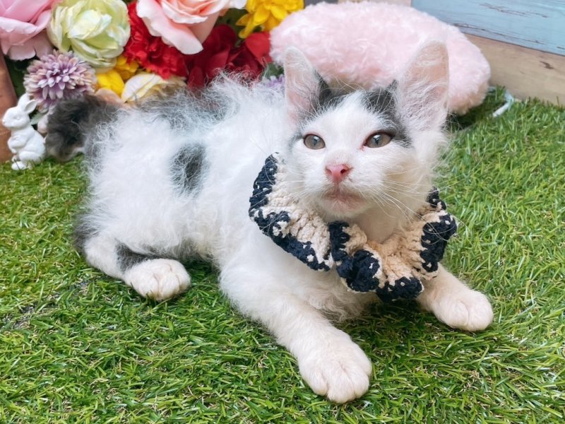 大阪府のラパーマ (ワンラブカインズ太子店(FC)/2025年7月1日生まれ/男の子/ブラックホワイト)の子猫の2枚目の画像