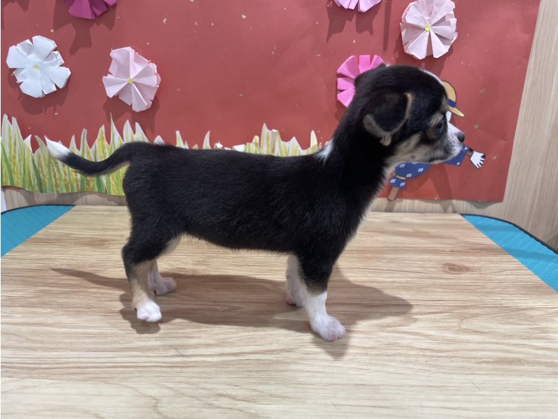 福島県のハーフ犬・ミックス犬 (ワンラブカインズ会津若松店(FC)/2025年7月10日生まれ/女の子/ブラックタンホワイト)の子犬の2枚目の画像