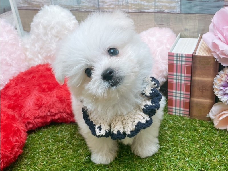 岐阜県のハーフ犬・ミックス犬 (ワンラブホームセンターバロー北方店(FC)/2025年7月19日生まれ/男の子/ホワイト)の子犬の2枚目の画像