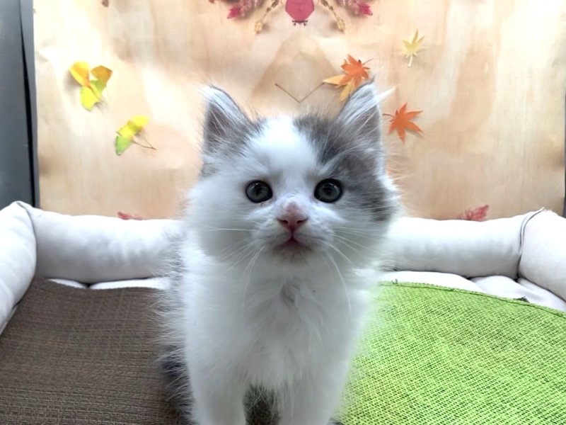 宮崎県のノルウェージャンフォレストキャット (ワンラブホームワイドプラス都城店(FC)/2025年7月19日生まれ/男の子/ブルータビーホワイト)の子猫の2枚目の画像