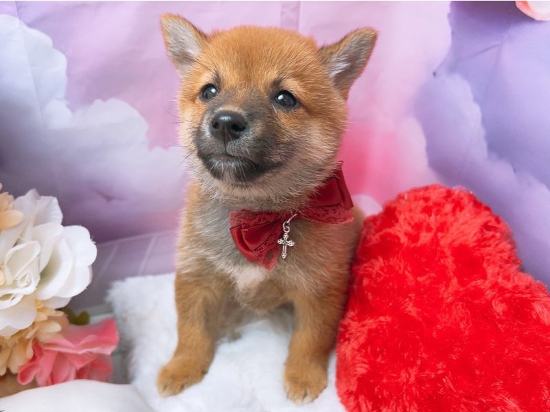 沖縄県の柴犬(標準サイズ) (ワンラブカインズ糸満店(FC)/2025年8月3日生まれ/男の子/赤)の子犬の2枚目の画像