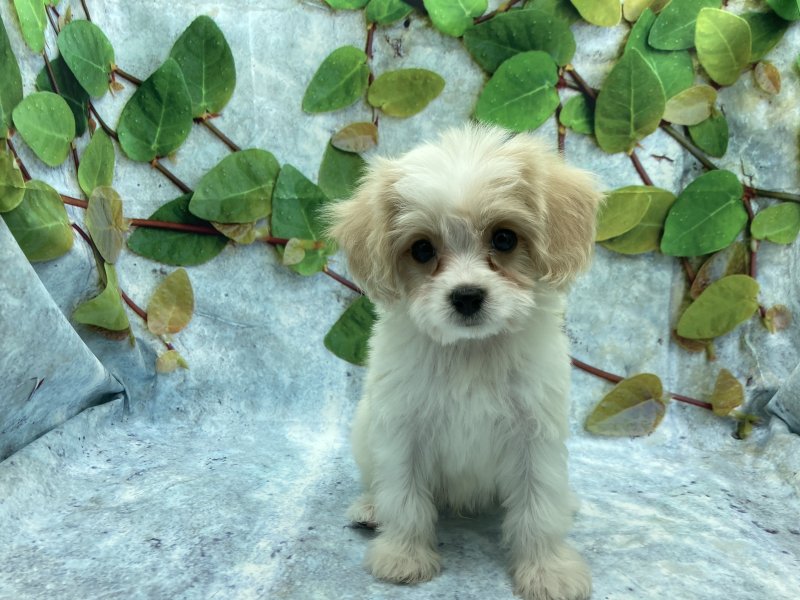 埼玉県のハーフ犬・ミックス犬 (ワンラブカインズ北本店(FC)/2025年8月1日生まれ/男の子/ホワイトクリーム)の子犬の2枚目の画像