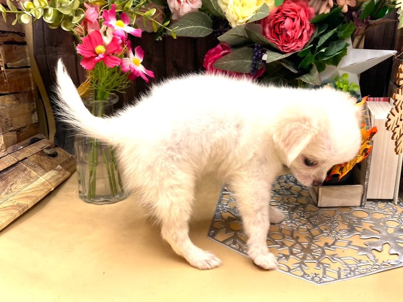 京都府のチワワ(ロング) (ワンラブカインズ木津川店(FC)/2025年8月9日生まれ/男の子/ホワイトクリーム)の子犬の2枚目の画像