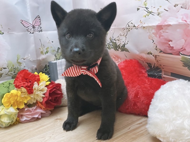 岐阜県の甲斐犬 (ワンラブホームセンターバロー北方店(FC)/2025年8月16日生まれ/女の子/黒虎)の子犬の2枚目の画像