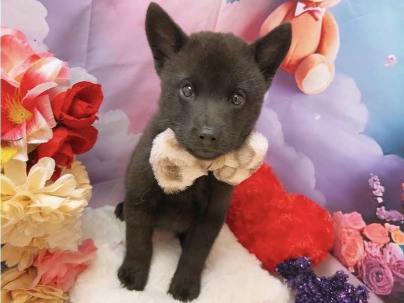 新潟県の甲斐犬 (ワンラブフレスポ赤道店(FC)/2025年8月16日生まれ/男の子/黒虎)の子犬の2枚目の画像