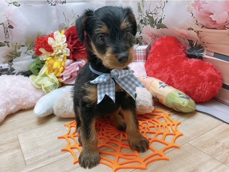 岐阜県のハーフ犬・ミックス犬 (ワンラブペッツビレッジ アピタ北方店(FC)/2025年8月17日生まれ/男の子/ブラックタン)の子犬の2枚目の画像