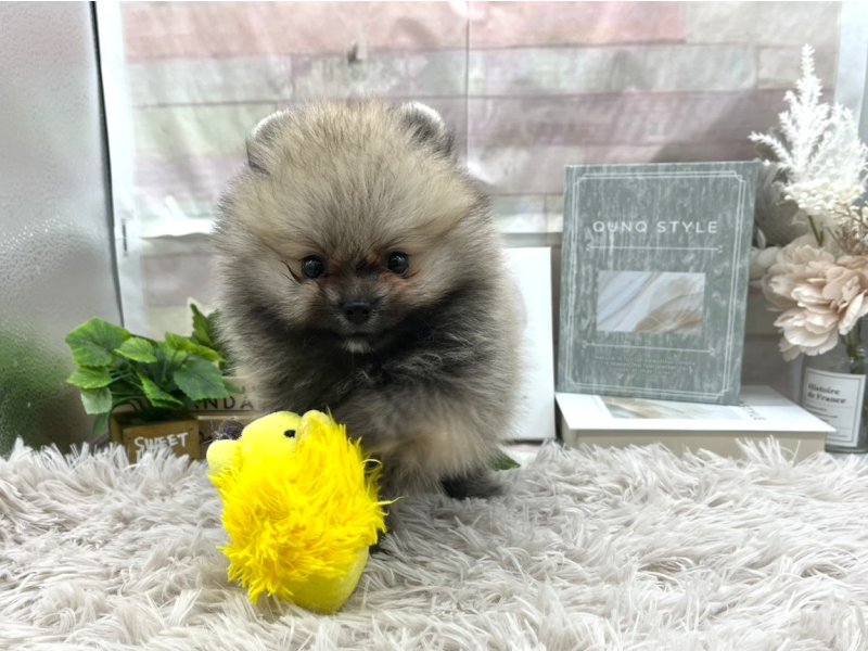 静岡県のポメラニアン (ワンラブカインズ掛川店(FC)/2025年8月16日生まれ/女の子/セーブル)の子犬の2枚目の画像