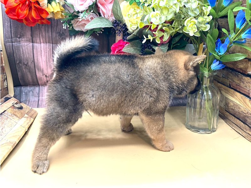 京都府の豆柴 (ワンラブカインズ木津川店(FC)/2025年8月16日生まれ/男の子/赤)の子犬の2枚目の画像