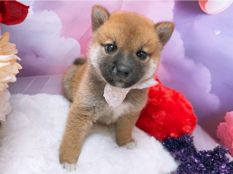沖縄県の柴犬(標準サイズ) (ワンラブカインズあがり浜店(FC)/2025年8月15日生まれ/男の子/赤)の子犬の2枚目の画像