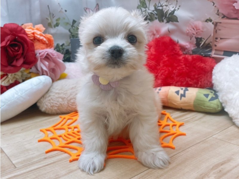 岐阜県のチワマル/マルチワ(チワワ×マルチーズ) (ワンラブペッツビレッジ アピタ北方店(FC)/2025年7月23日生まれ/女の子/クリーム)の子犬の2枚目の画像