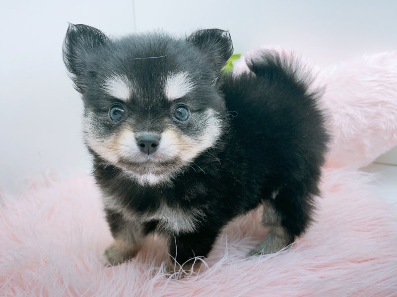 愛知県のポメチワ/チワポメ/ポメチー(ポメラニアン×チワワ) (ワンラブペッツビレッジ アピタ木曽川店(FC)/2025年8月30日生まれ/男の子/ブラックタンホワイト)の子犬の2枚目の画像