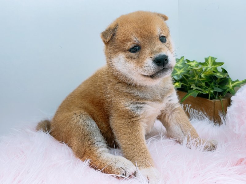 愛知県の柴犬(標準サイズ) (ワンラブカインズ小牧店(FC)/2025年8月30日生まれ/男の子/赤)の子犬の2枚目の画像