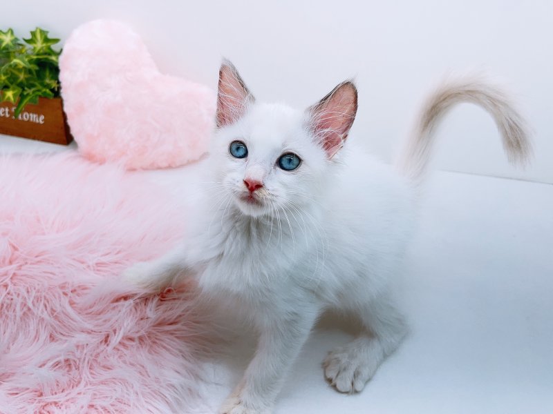 愛知県のラグドール (ワンラブカインズ小牧店(FC)/2025年8月24日生まれ/女の子/ブルーポイントバイカラー)の子猫の2枚目の画像