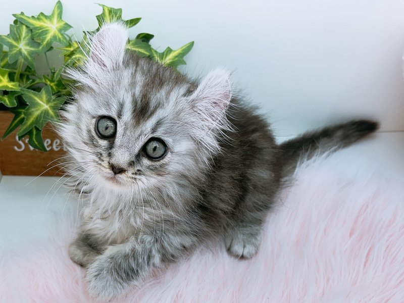 愛知県のアメリカンカール (ワンラブカインズ小牧店(FC)/2025年8月31日生まれ/男の子/シルバータビー)の子猫の2枚目の画像