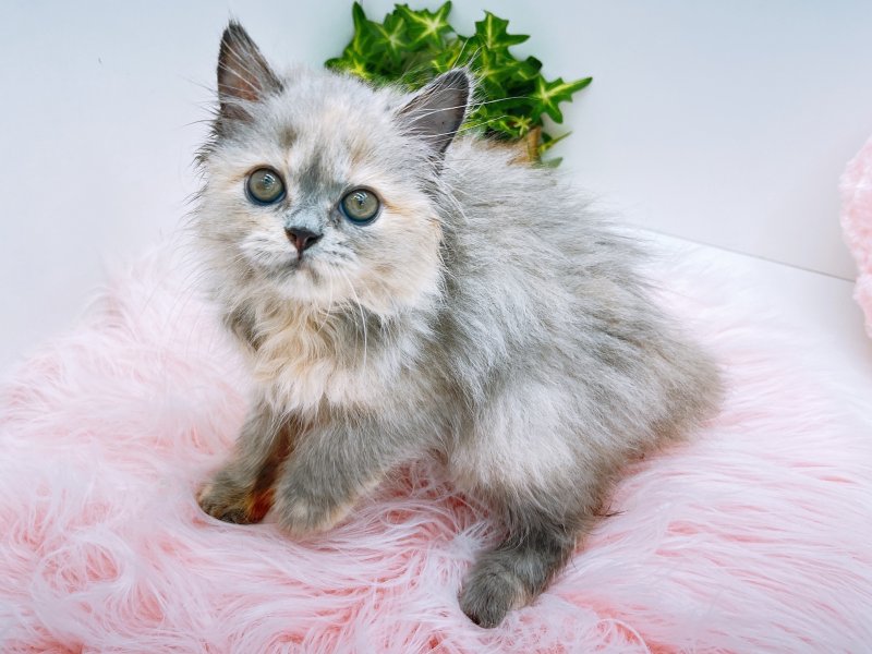 愛知県のミヌエット (ワンラブペッツビレッジ アピタ木曽川店(FC)/2025年8月13日生まれ/女の子/シルバーパッチドタビー)の子猫の2枚目の画像