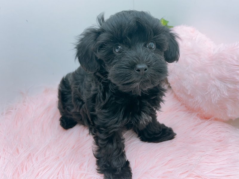 愛知県のヨープー(ヨークシャーテリア×プードル) (ワンラブカインズ小牧店(FC)/2025年8月27日生まれ/女の子/ブラック)の子犬の2枚目の画像