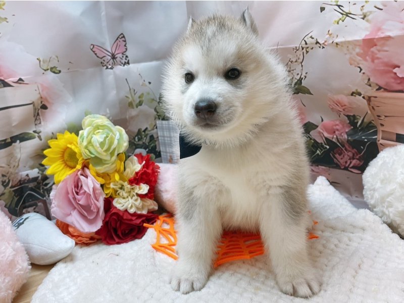 滋賀県のシベリアンハスキー (ワンラブコ メ リパワー ペットアミ水口店(FC)/2025年8月29日生まれ/男の子/シルバーホワイト)の子犬の2枚目の画像