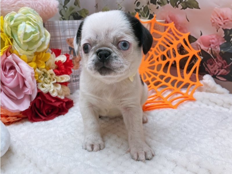 新潟県のペキパグ/パグペキ(ペキニーズ×パグ) (ワンラブフレスポ赤道店(FC)/2025年8月30日生まれ/女の子/ブラックホワイト)の子犬の2枚目の画像