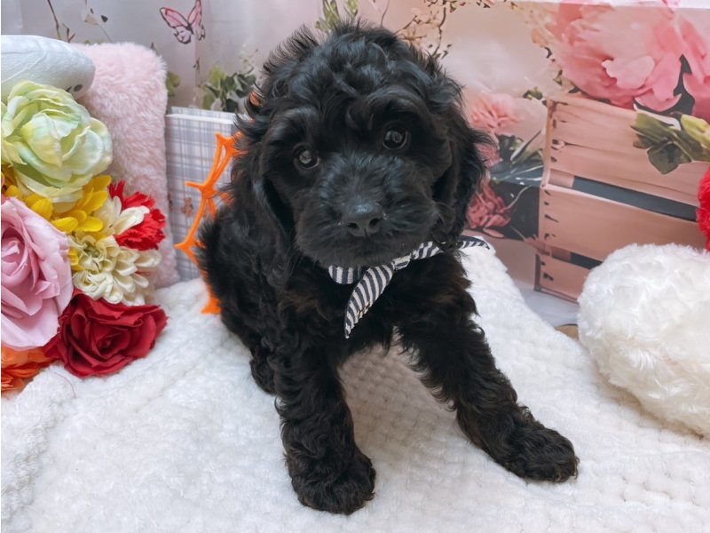 大阪府のコッカプー(アメリカンコッカースパニエル×プードル) (ワンラブカインズ太子店(FC)/2025年8月23日生まれ/男の子/ブラック)の子犬の2枚目の画像
