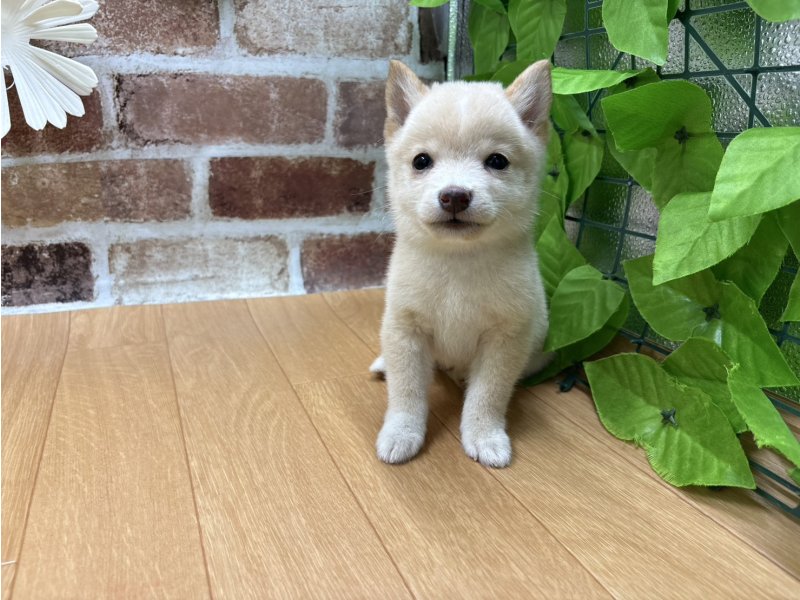 福島県の豆柴 (ワンラブカインズ白河モール店(FC)/2025年8月14日生まれ/男の子/白)の子犬の2枚目の画像