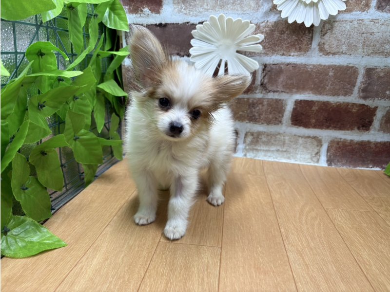 福島県のパピヨン (ワンラブカインズ白河モール店(FC)/2025年8月25日生まれ/男の子/ホワイトレッド)の子犬の2枚目の画像