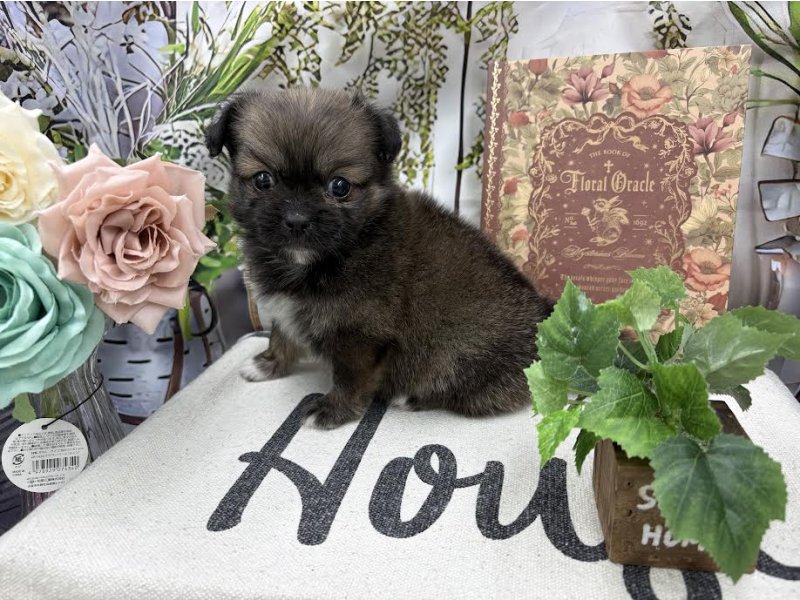 群馬県のペキプー(ペキニーズ×プードル) (ワンラブカインズ前橋小島田店(FC)/2025年9月1日生まれ/女の子/フォーン)の子犬の2枚目の画像