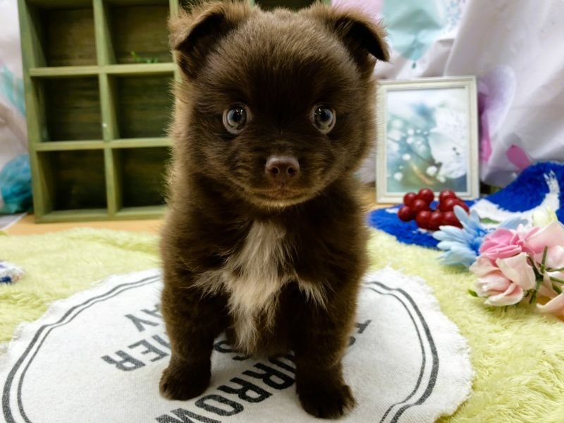 静岡県のポメチワ/チワポメ/ポメチー(ポメラニアン×チワワ) (ワンラブカインズ富士宮小泉店(FC)/2025年8月25日生まれ/女の子/チョコレートホワイト)の子犬の2枚目の画像