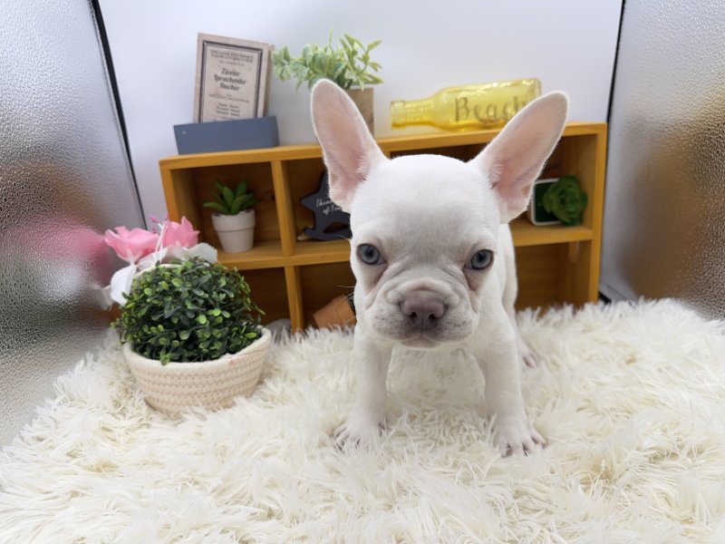 静岡県のフレンチブルドッグ (ワンラブカインズ清水店(FC)/2025年8月5日生まれ/男の子/プラチナライラック)の子犬の2枚目の画像