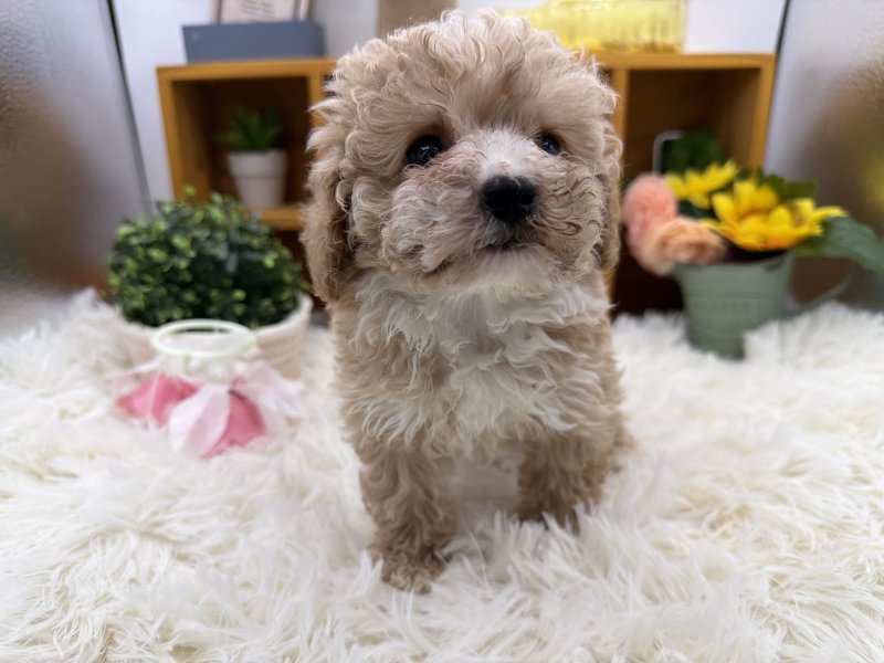 静岡県のトイプードル(トイ) (ワンラブカインズ清水店(FC)/2025年8月18日生まれ/女の子/アプリコット)の子犬の2枚目の画像