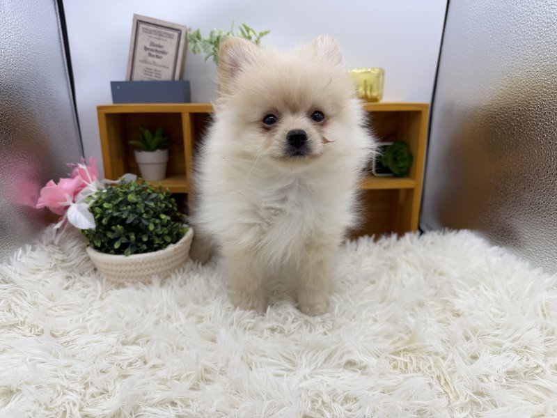 静岡県のポメラニアン (ワンラブカインズ清水店(FC)/2025年8月21日生まれ/男の子/クリーム)の子犬の2枚目の画像