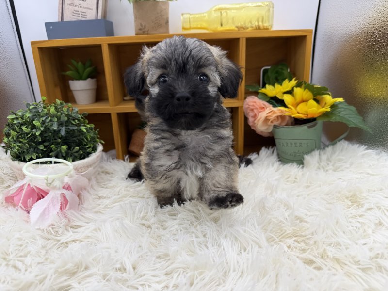 静岡県のマルプー(マルチーズ×プードル) (ワンラブカインズ清水店(FC)/2025年8月24日生まれ/男の子/レッドホワイト)の子犬の2枚目の画像