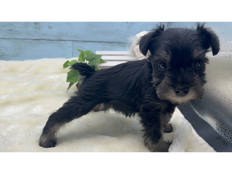 静岡県のミニチュアシュナウザー (ワンラブカインズ藤枝店(FC)/2025年8月30日生まれ/女の子/ブラッククリーム)の子犬の2枚目の画像