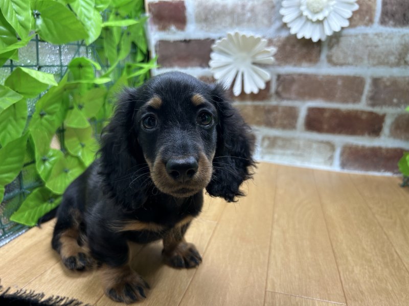 福島県のミニチュアダックスフンド(ロング) (ワンラブカインズ白河モール店(FC)/2025年8月7日生まれ/男の子/ブラックタン)の子犬の2枚目の画像