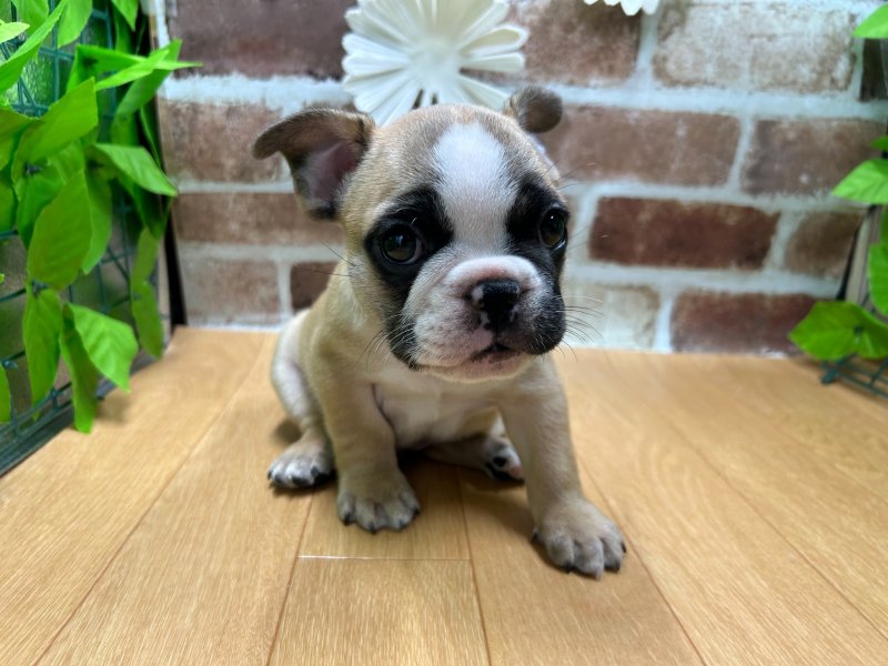 福島県のフレンチブルドッグ (ワンラブカインズ白河モール店(FC)/2025年8月30日生まれ/男の子/フォーンホワイト)の子犬の2枚目の画像
