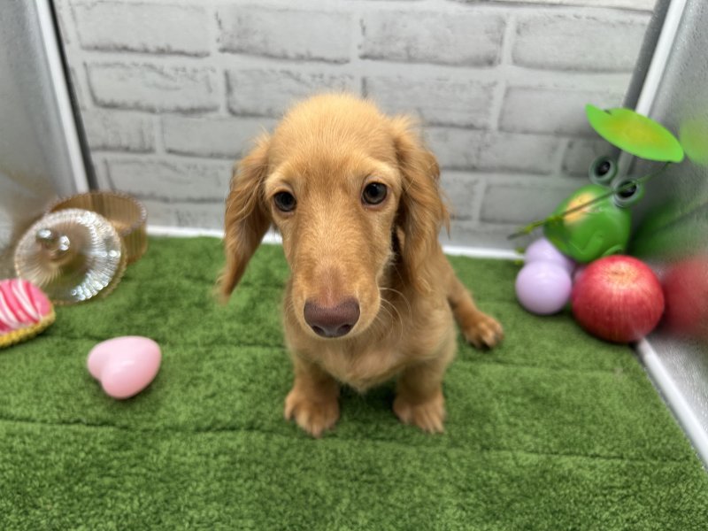 福岡県のカニンヘンダックスフンド(ロング) (ワンラブホームワイド ペット&グリーン和白店(FC)/2025年6月17日生まれ/男の子/ゴールド)の子犬の2枚目の画像