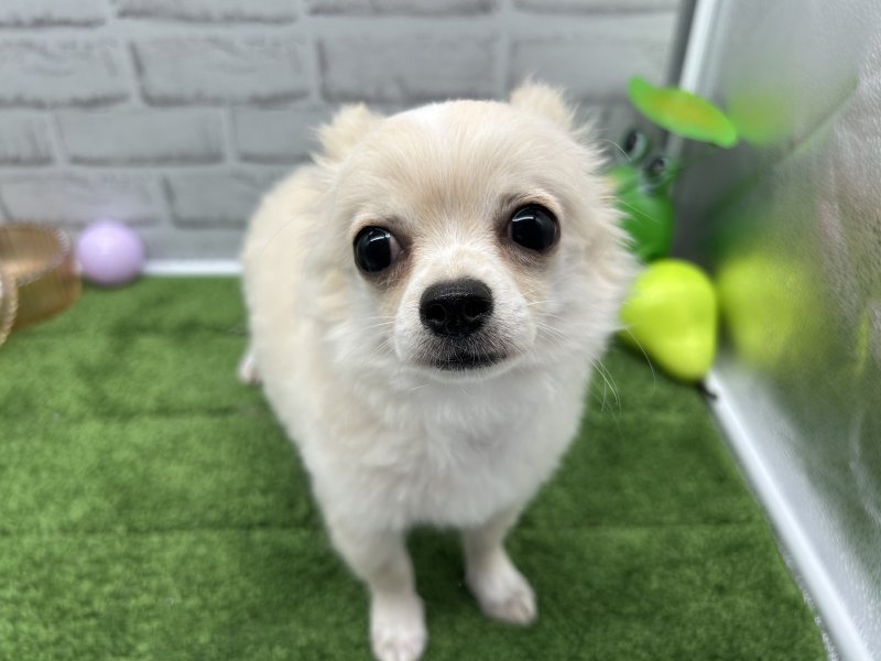 福岡県のチワワ(ロング) (ワンラブﾎｰﾑﾜｲﾄﾞ ﾍﾟｯﾄ＆ｸﾞﾘｰﾝ和白店(FC)/2025年7月20日生まれ/男の子/ホワイトクリーム)の子犬の2枚目の画像