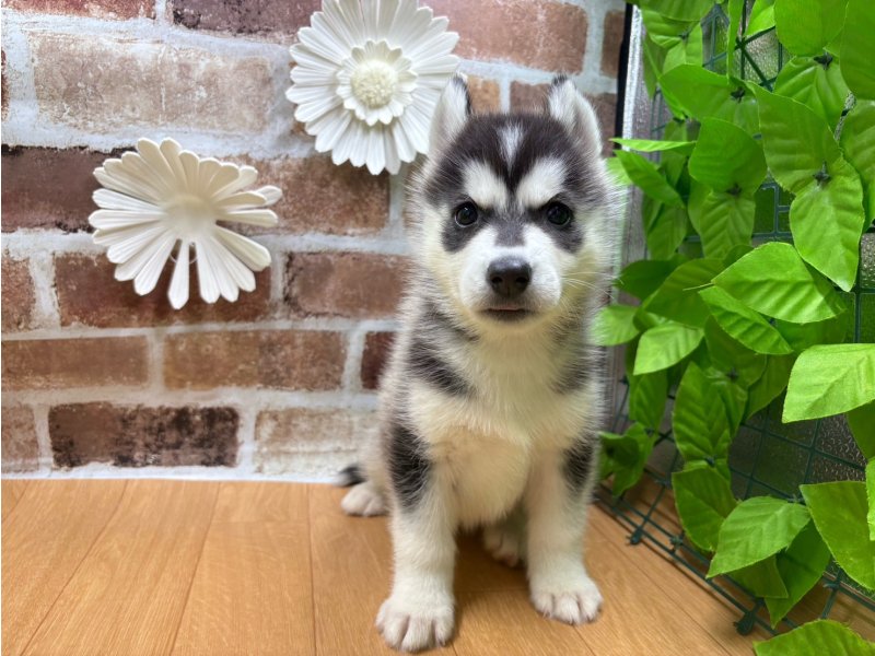 福島県のシベリアンハスキー (ワンラブカインズ白河モール店(FC)/2025年9月5日生まれ/女の子/ブラックホワイト)の子犬の2枚目の画像