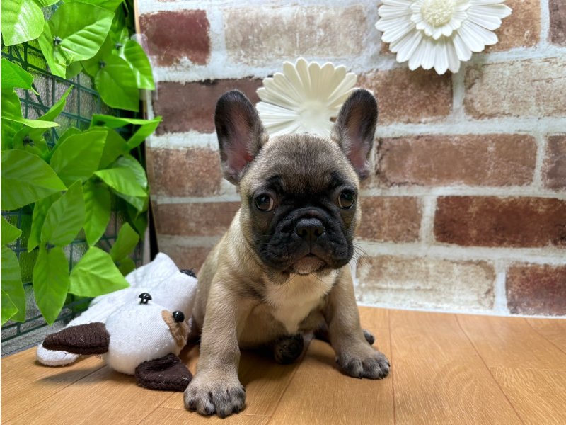 福島県のフレンチブルドッグ (ワンラブカインズ白河モール店(FC)/2025年9月5日生まれ/女の子/フォーン)の子犬の2枚目の画像
