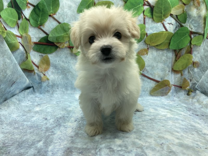 埼玉県のポメビション(ポメラニアン×ビションフリーゼ) (ワンラブカインズ北本店(FC)/2025年8月29日生まれ/女の子/アプリコット)の子犬の2枚目の画像