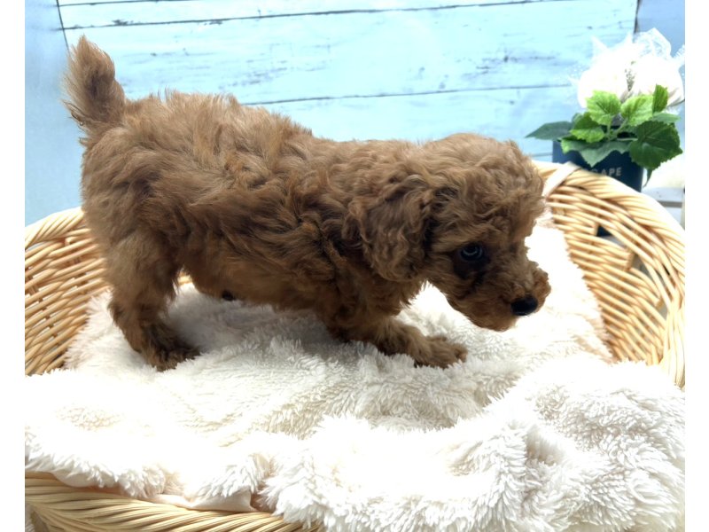 静岡県のトイプードル(トイ) (ワンラブカインズ藤枝店(FC)/2025年9月3日生まれ/男の子/レッド)の子犬の2枚目の画像