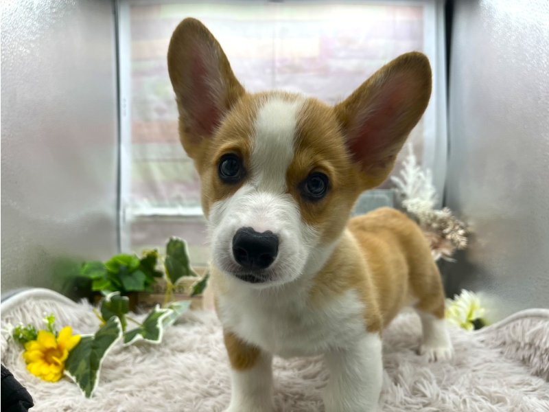 静岡県のウェルシュコーギーペンブローク (ワンラブカインズ掛川店(FC)/2025年9月6日生まれ/男の子/セーブルホワイト)の子犬の2枚目の画像