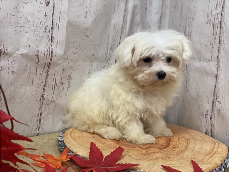 埼玉県のマルチーズ (ワンラブカインズ羽生店(FC)/2025年8月27日生まれ/女の子/ホワイト)の子犬の2枚目の画像