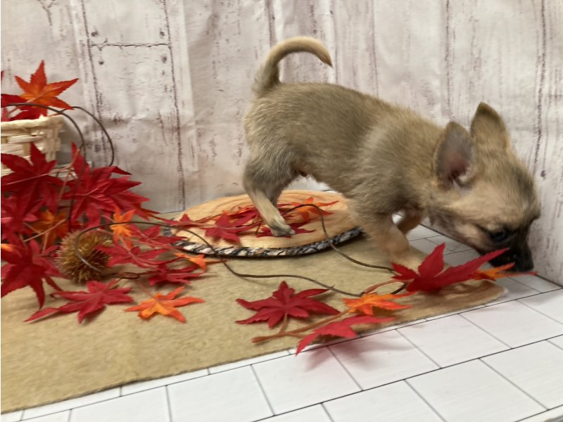 埼玉県のポメチワ/チワポメ/ポメチー(ポメラニアン×チワワ) (ワンラブカインズ羽生店(FC)/2025年8月14日生まれ/男の子/フォーン)の子犬の2枚目の画像