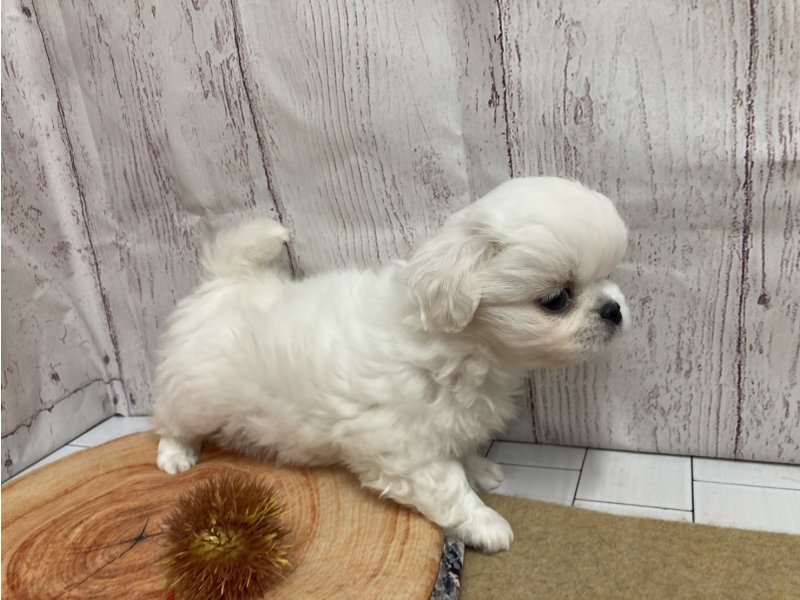 埼玉県のペキプー(ペキニーズ×プードル) (ワンラブカインズ羽生店(FC)/2025年9月3日生まれ/女の子/クリーム)の子犬の2枚目の画像