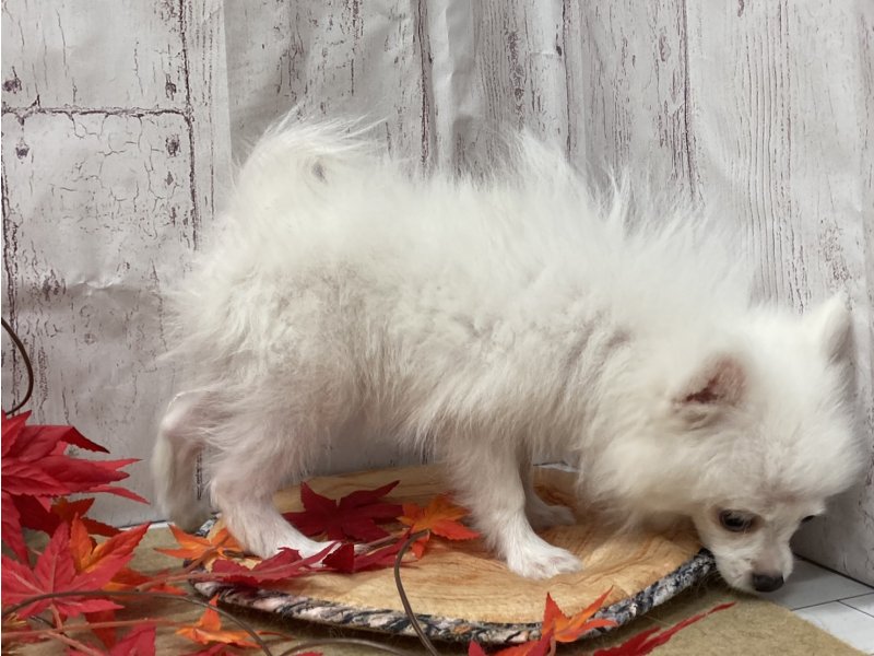 埼玉県のペキポメ/ポメペキ(ペキニーズ×ポメラニアン) (ワンラブカインズ羽生店(FC)/2025年7月14日生まれ/女の子/ホワイト)の子犬の2枚目の画像