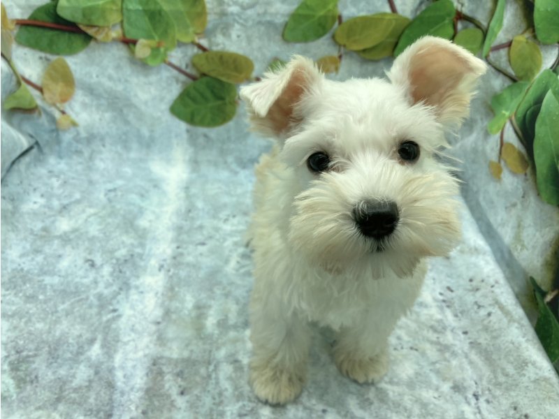 埼玉県のミニチュアシュナウザー (ワンラブカインズ北本店(FC)/2025年9月13日生まれ/女の子/ホワイト)の子犬の2枚目の画像